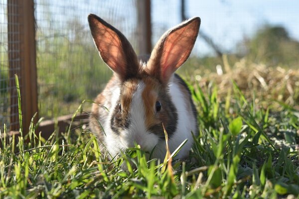 Bild vergr&ouml;&szlig;ern: rabbit-7235754_1280